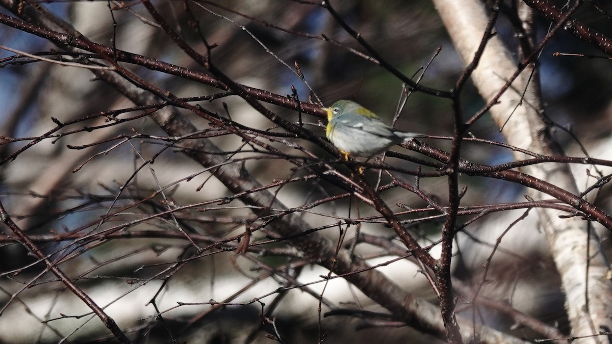 Northern Parula - ML645555747