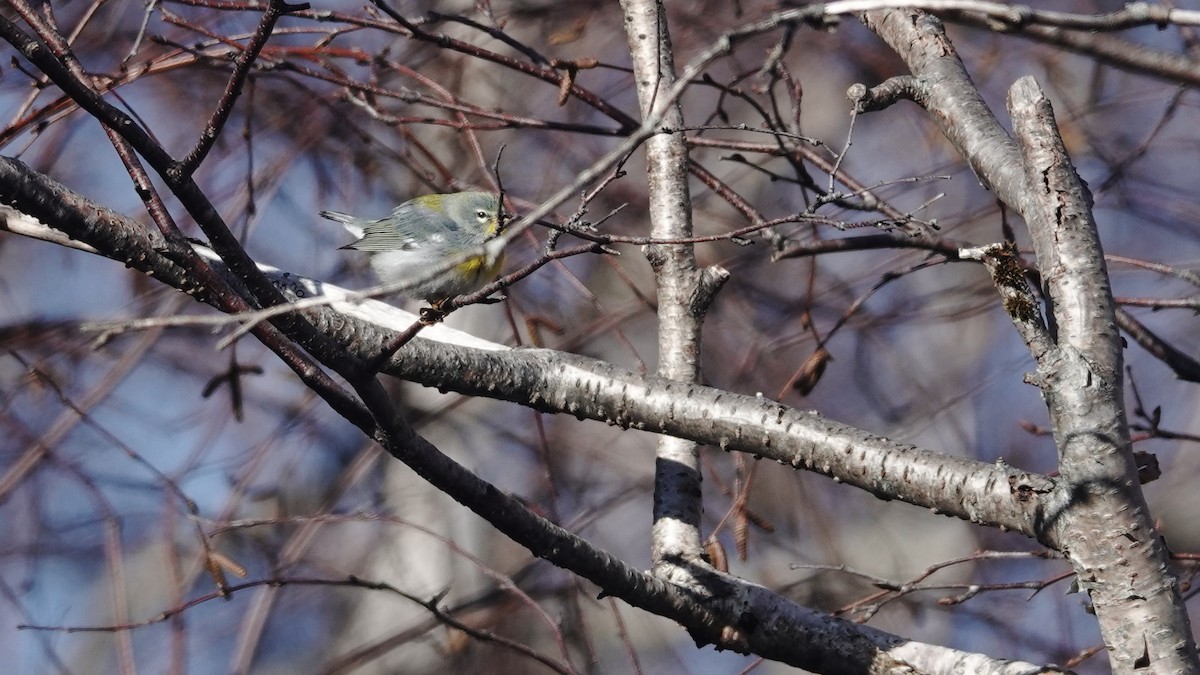 Northern Parula - ML645555748