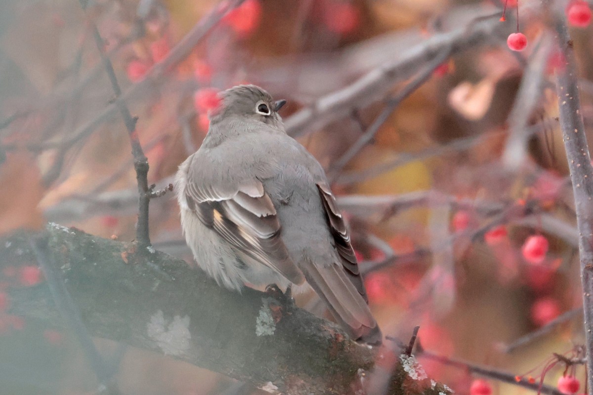 Townsend's Solitaire - ML645555749