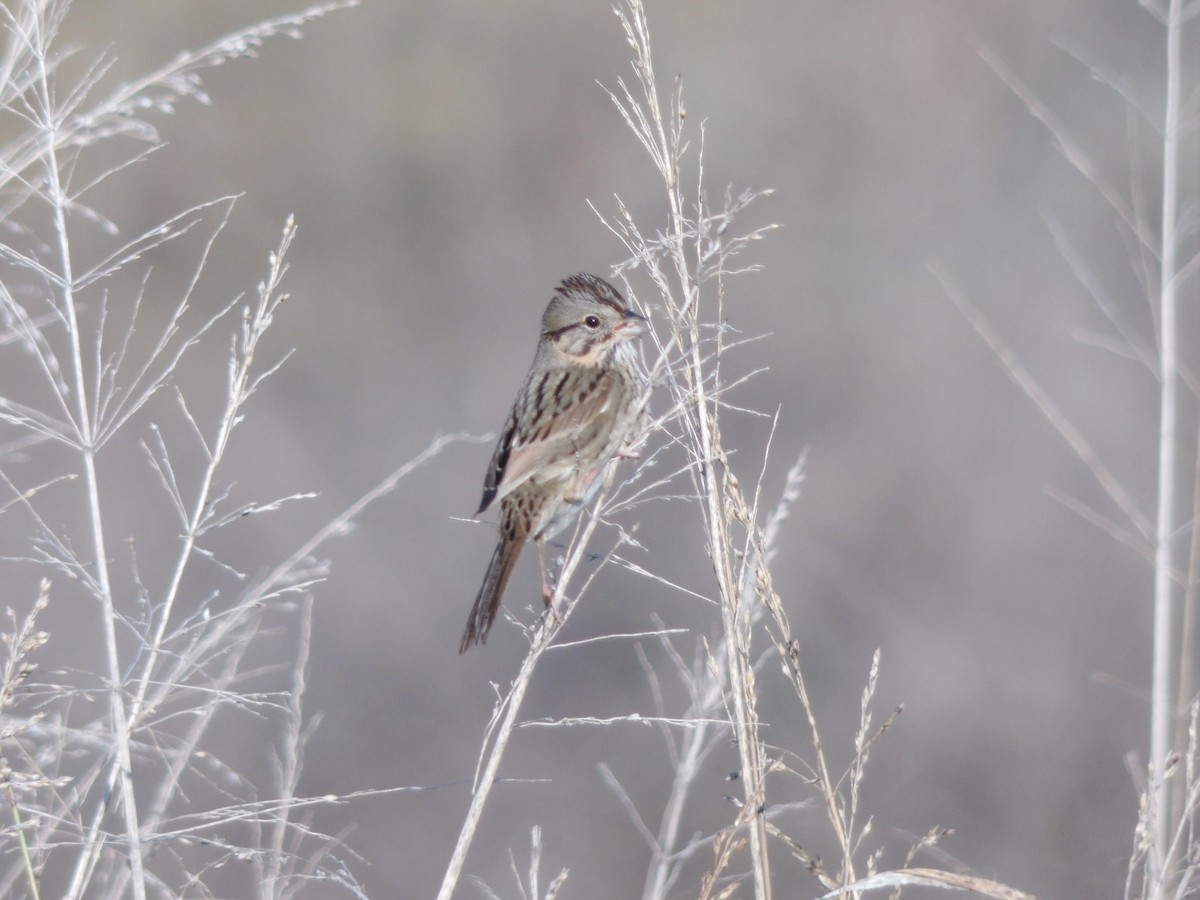 strnadec pruhohlavý - ML645555759