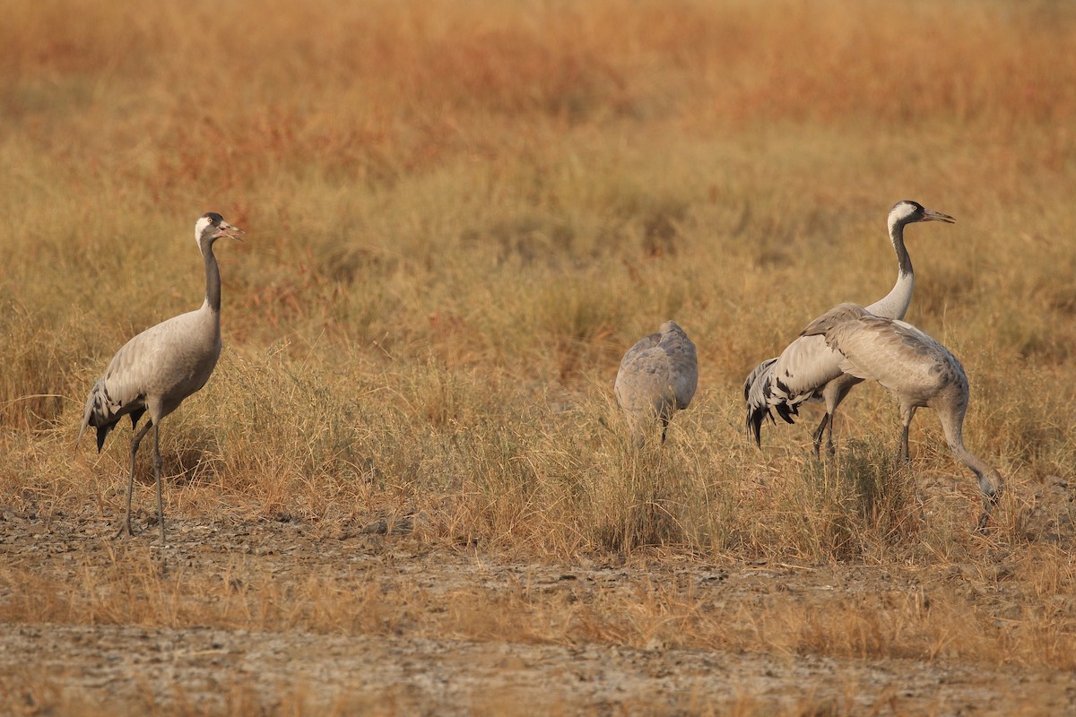עגור אפור - ML645555768