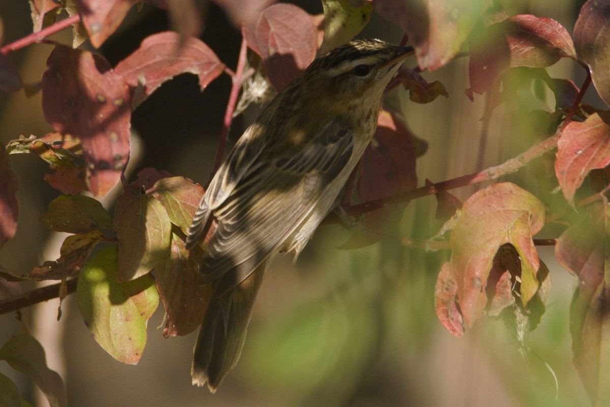 Sedge Warbler - ML645555797