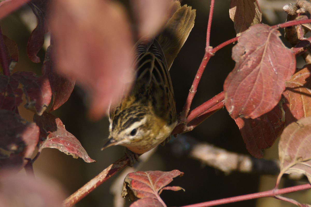 Sedge Warbler - ML645555798