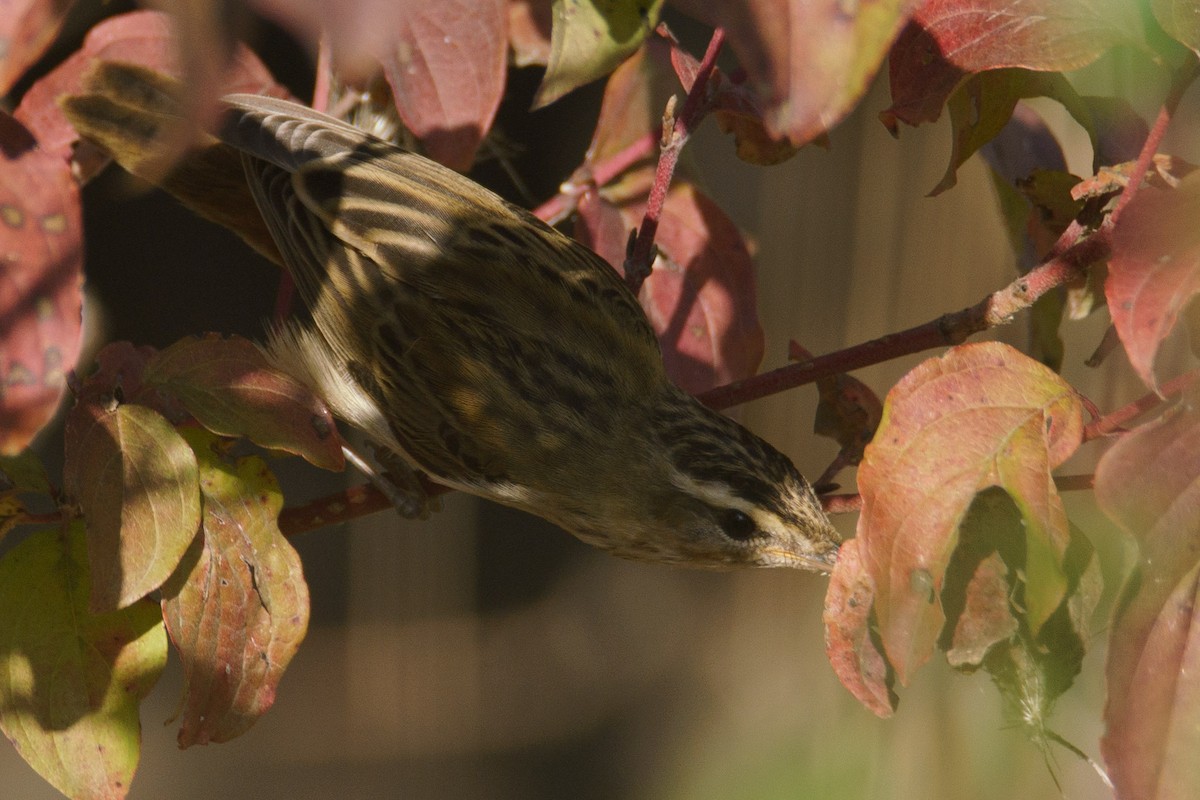 Sedge Warbler - ML645555799