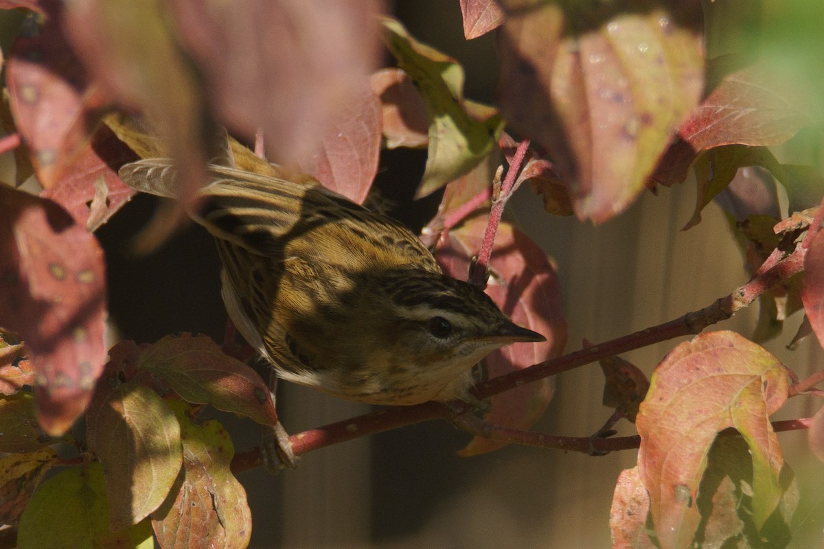 Sedge Warbler - ML645555800