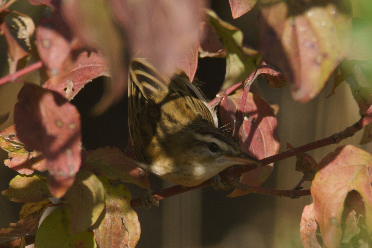 Sedge Warbler - ML645555801