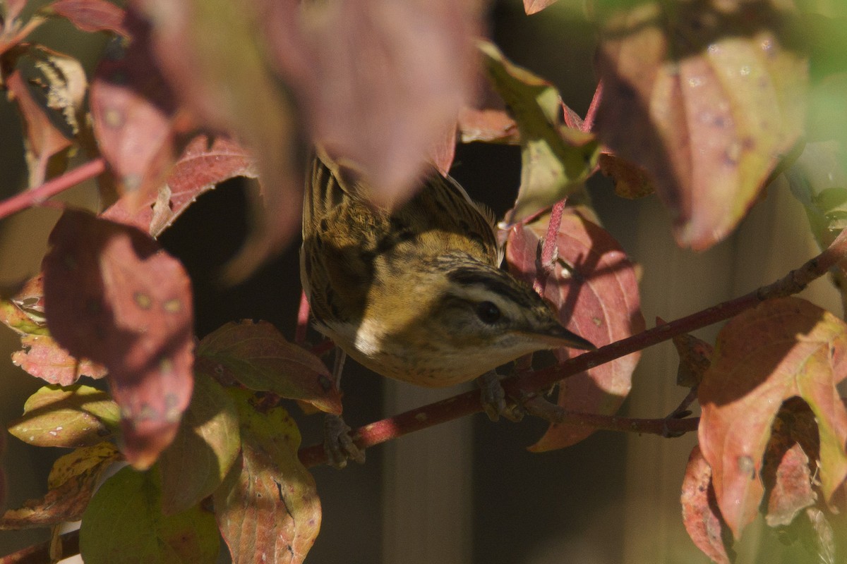 Sedge Warbler - ML645555802