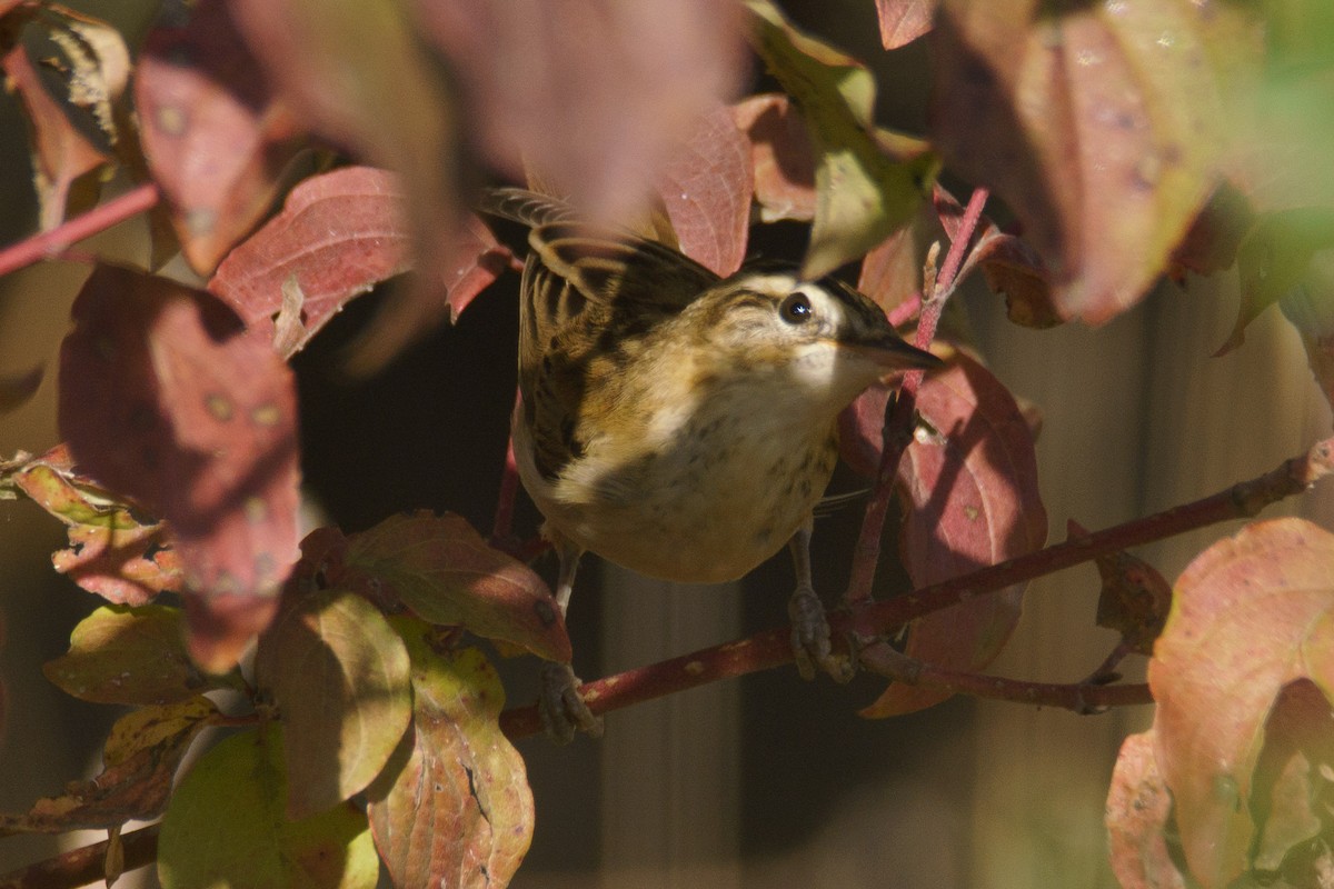 Sedge Warbler - ML645555803