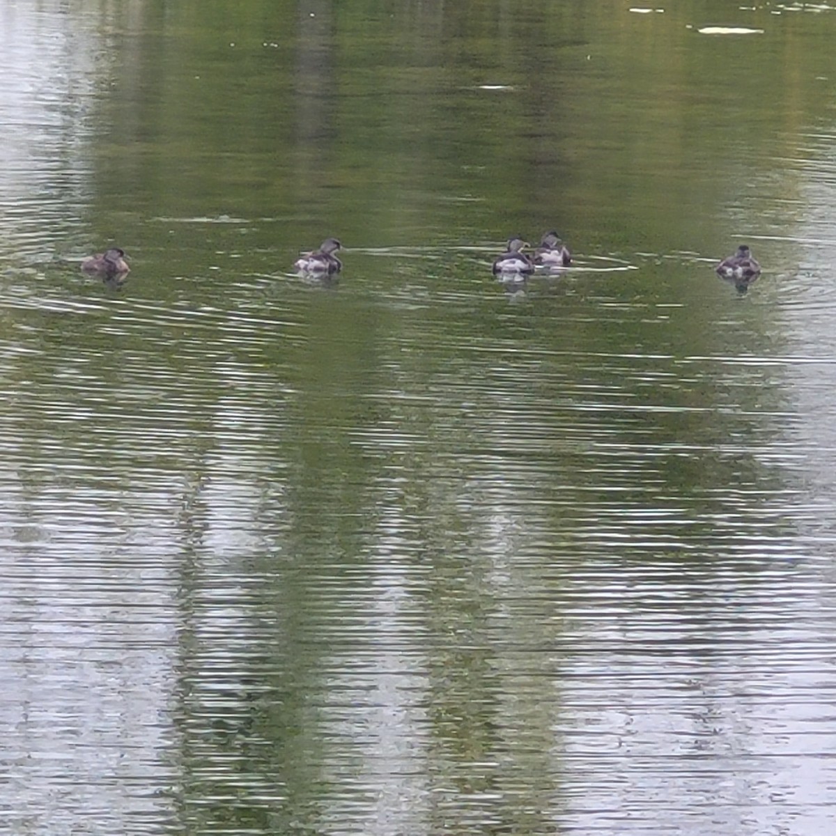 Least Grebe - ML645555804