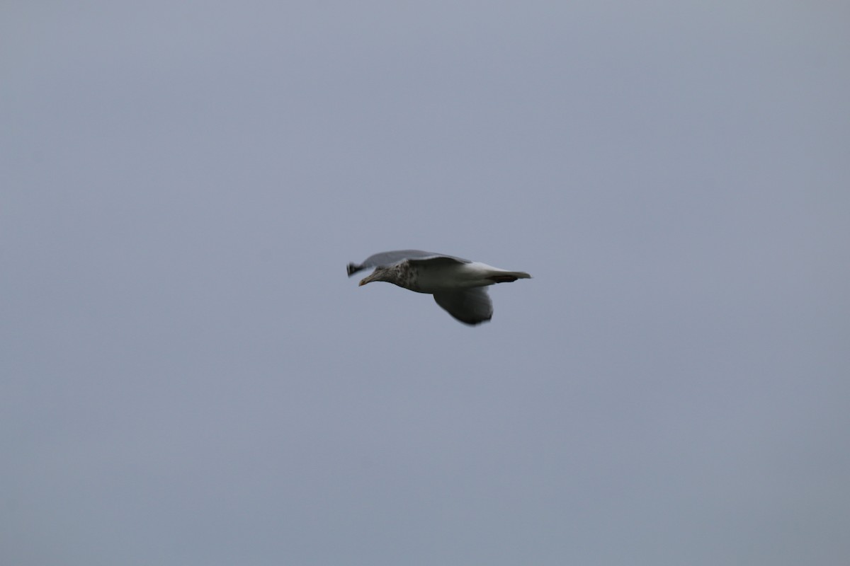 Amerika Gümüş Martısı - ML645555825