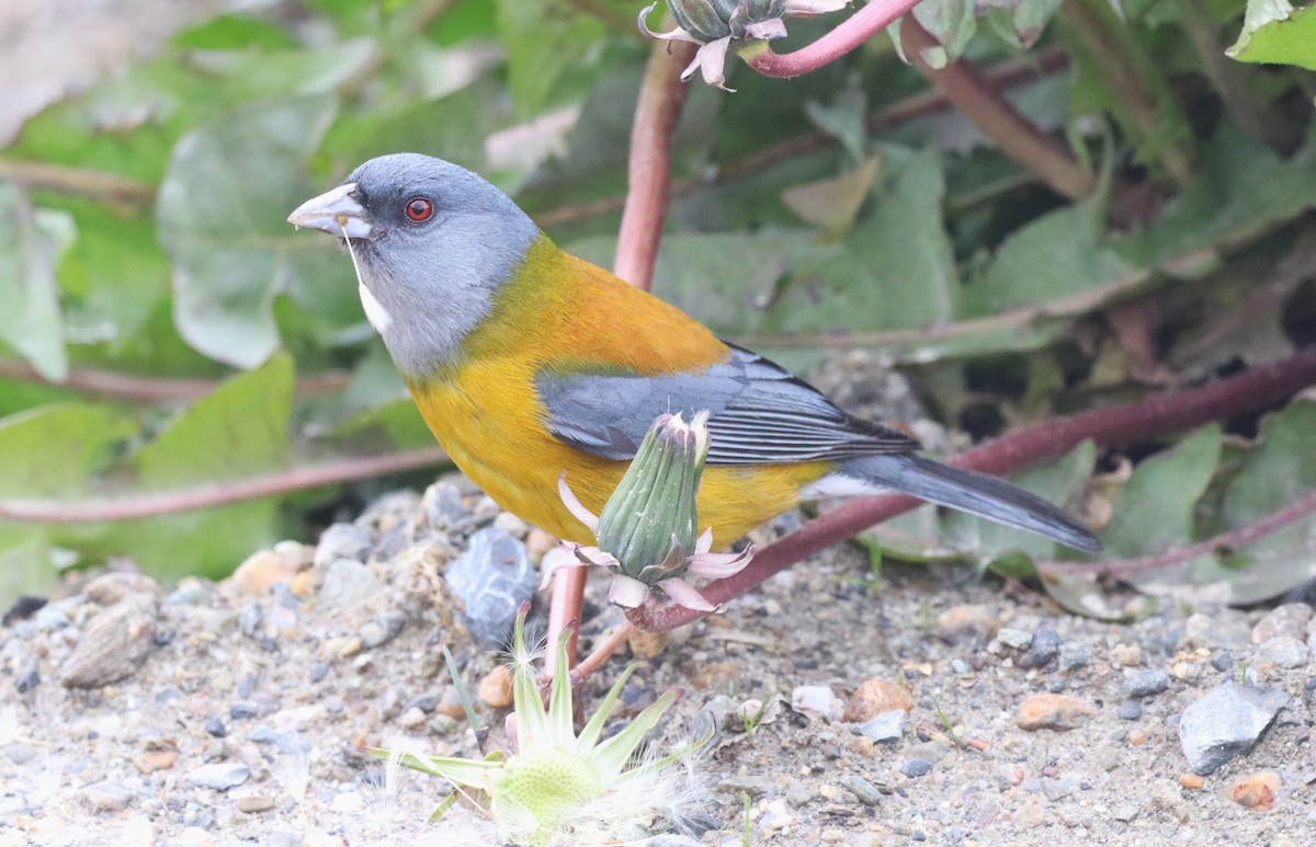 Patagonian Sierra Finch - ML645555827
