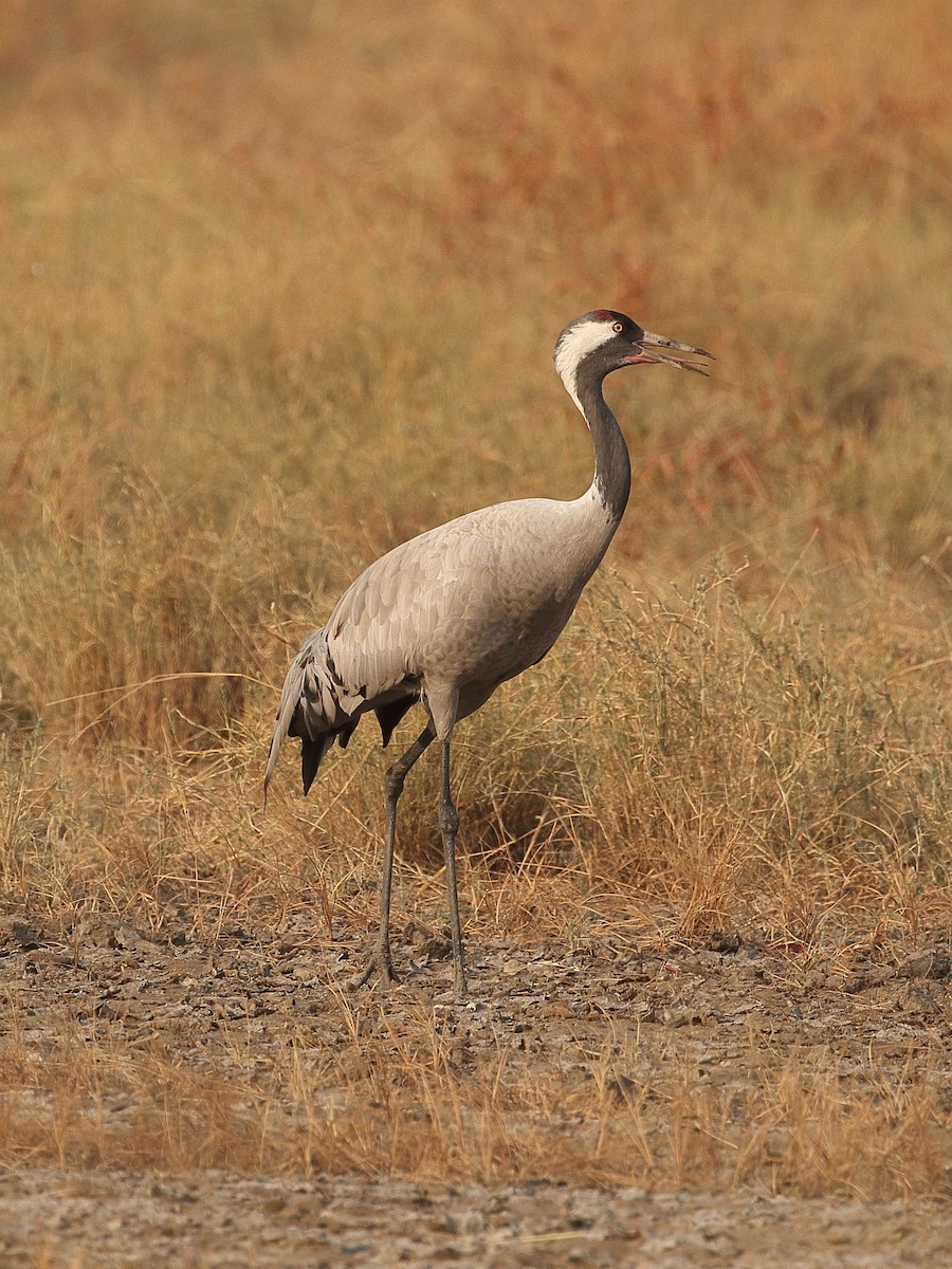 עגור אפור - ML645555828