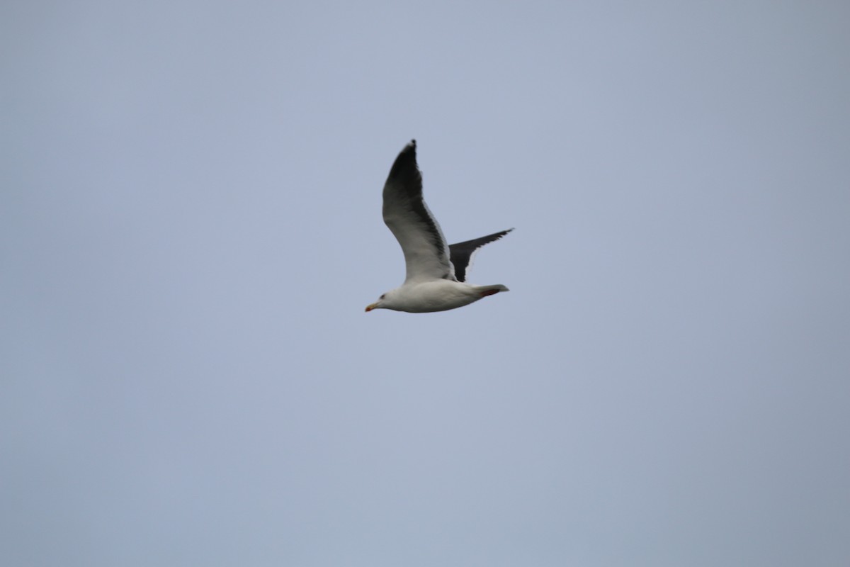 Gavión Atlántico - ML645555838