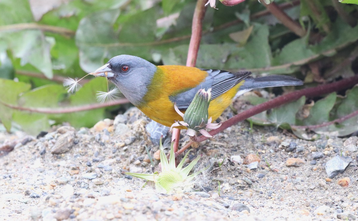 Patagonian Sierra Finch - ML645555839
