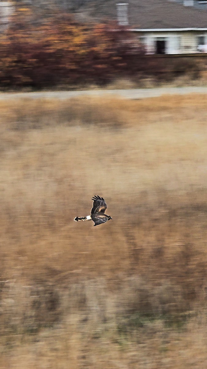 Northern Harrier - ML645555842