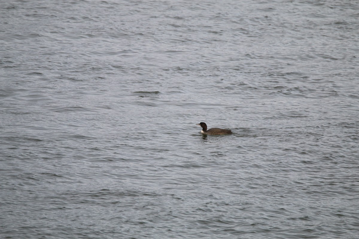 Buz Dalgıcı - ML645555843