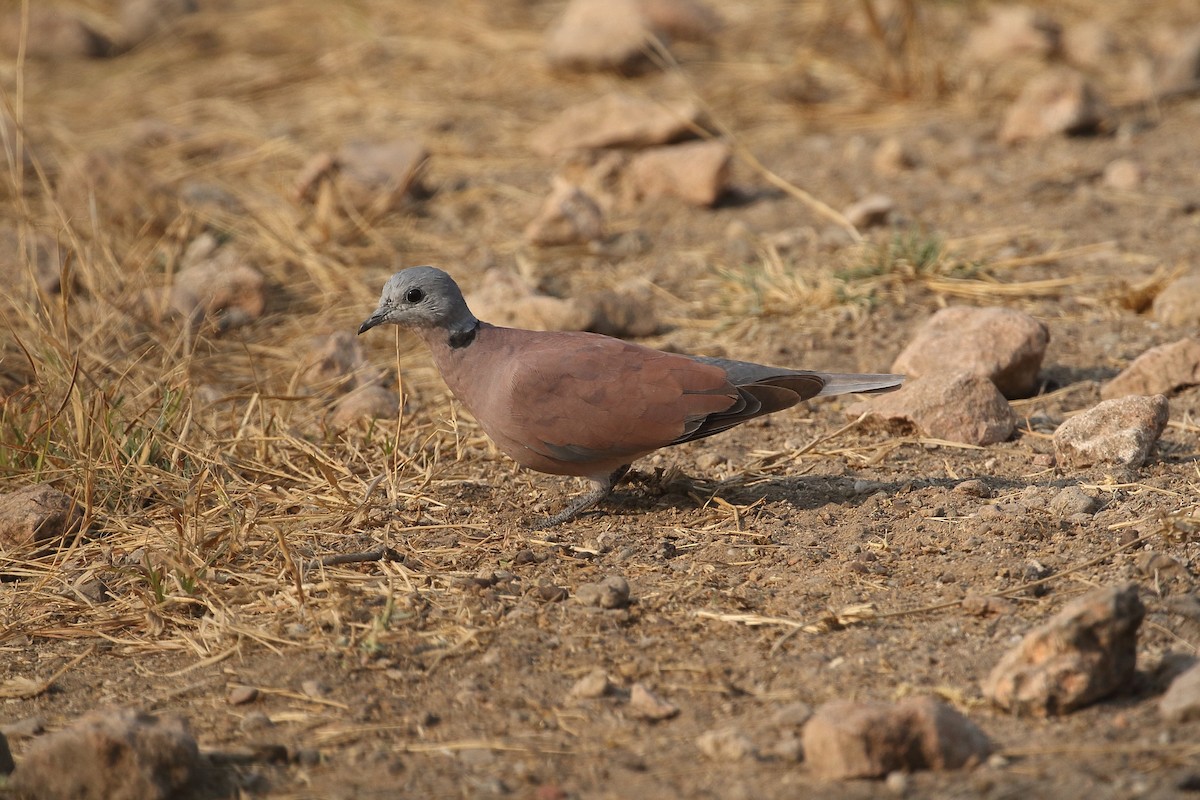 תור צווארון אדום - ML645555867