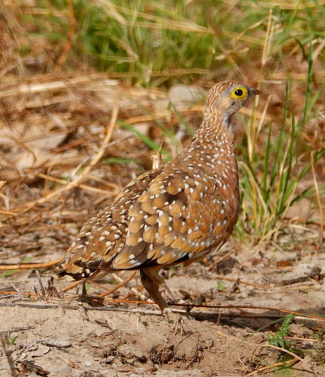 Рябок Берчелла - ML645555868