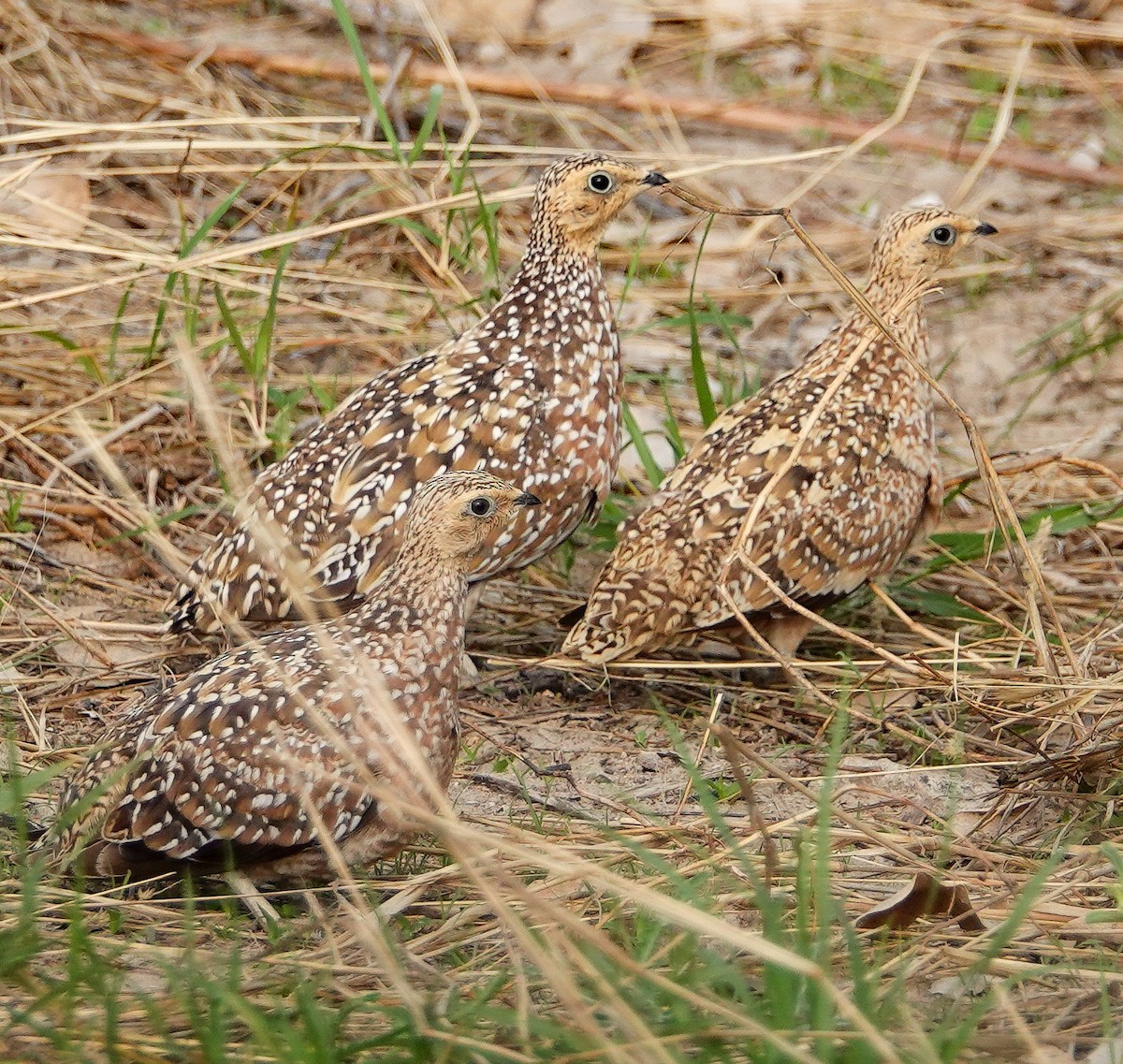 Рябок Берчелла - ML645555869