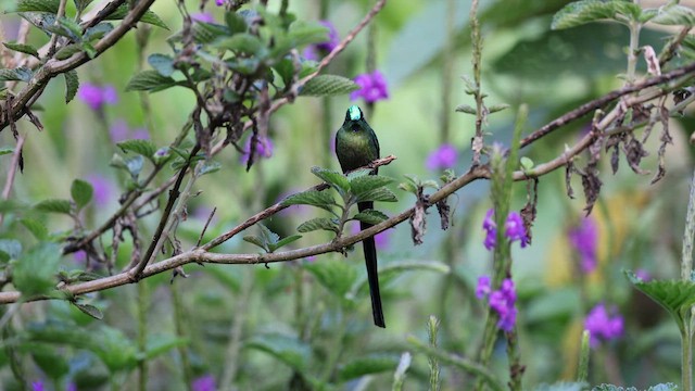Небесный сильф - ML645555886