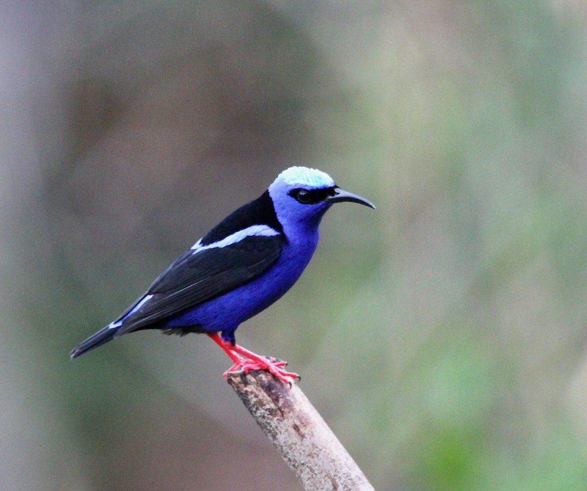 Красноногий саи - ML645555894