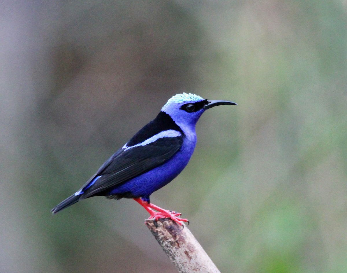 Красноногий саи - ML645555895