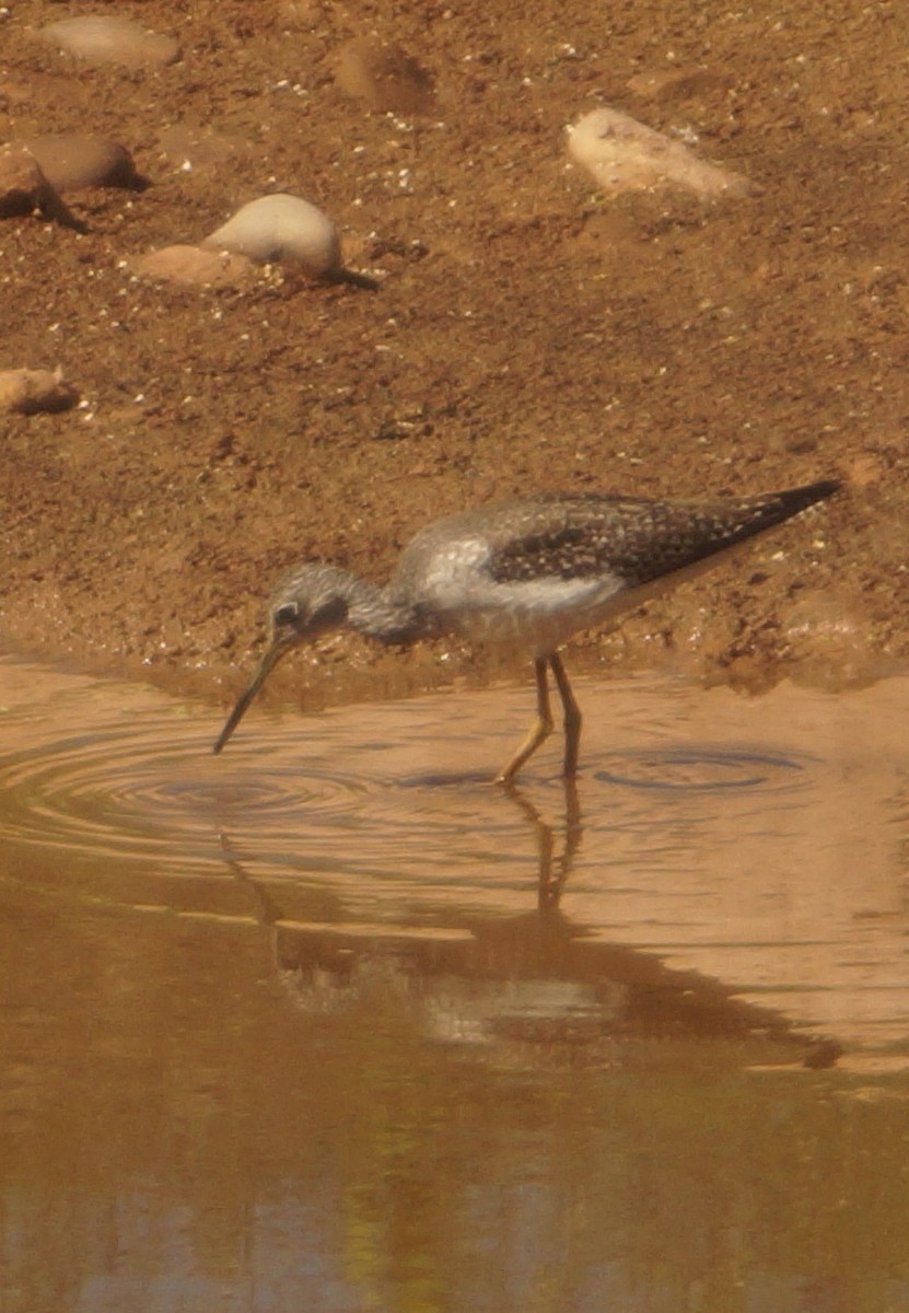 Greater Yellowlegs - ML645555896