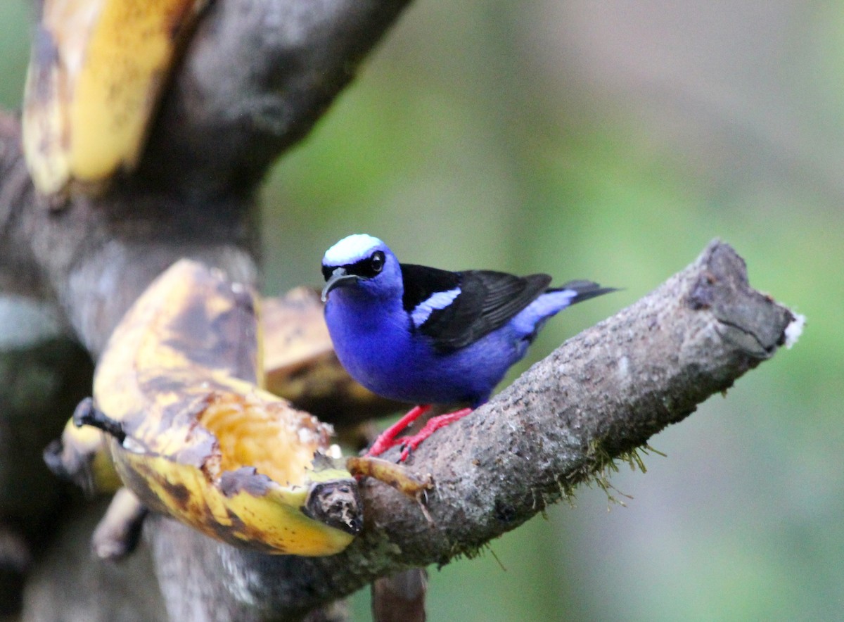 Красноногий саи - ML645555897