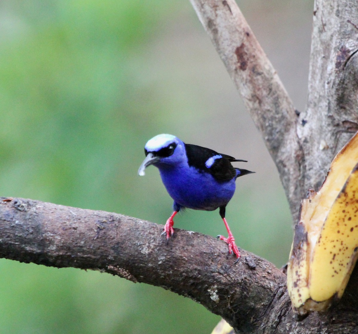 Красноногий саи - ML645555898