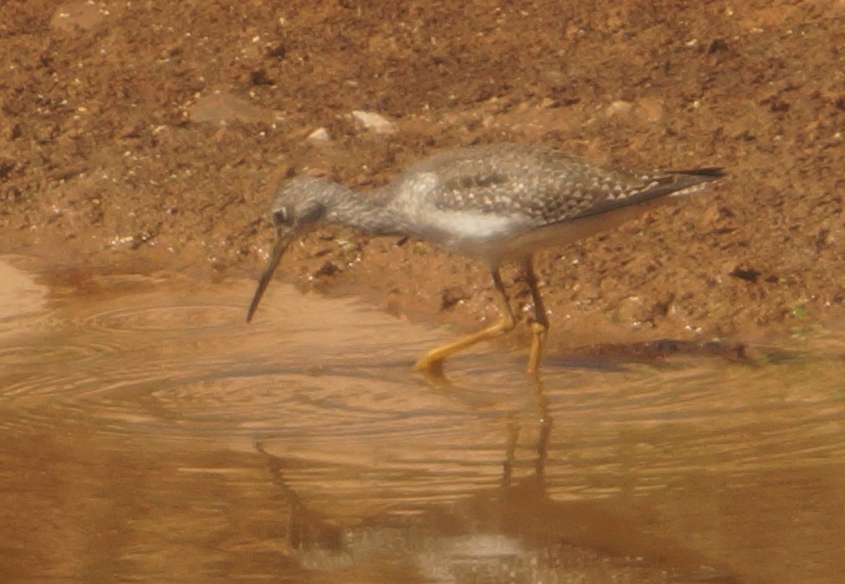 Greater Yellowlegs - ML645555899