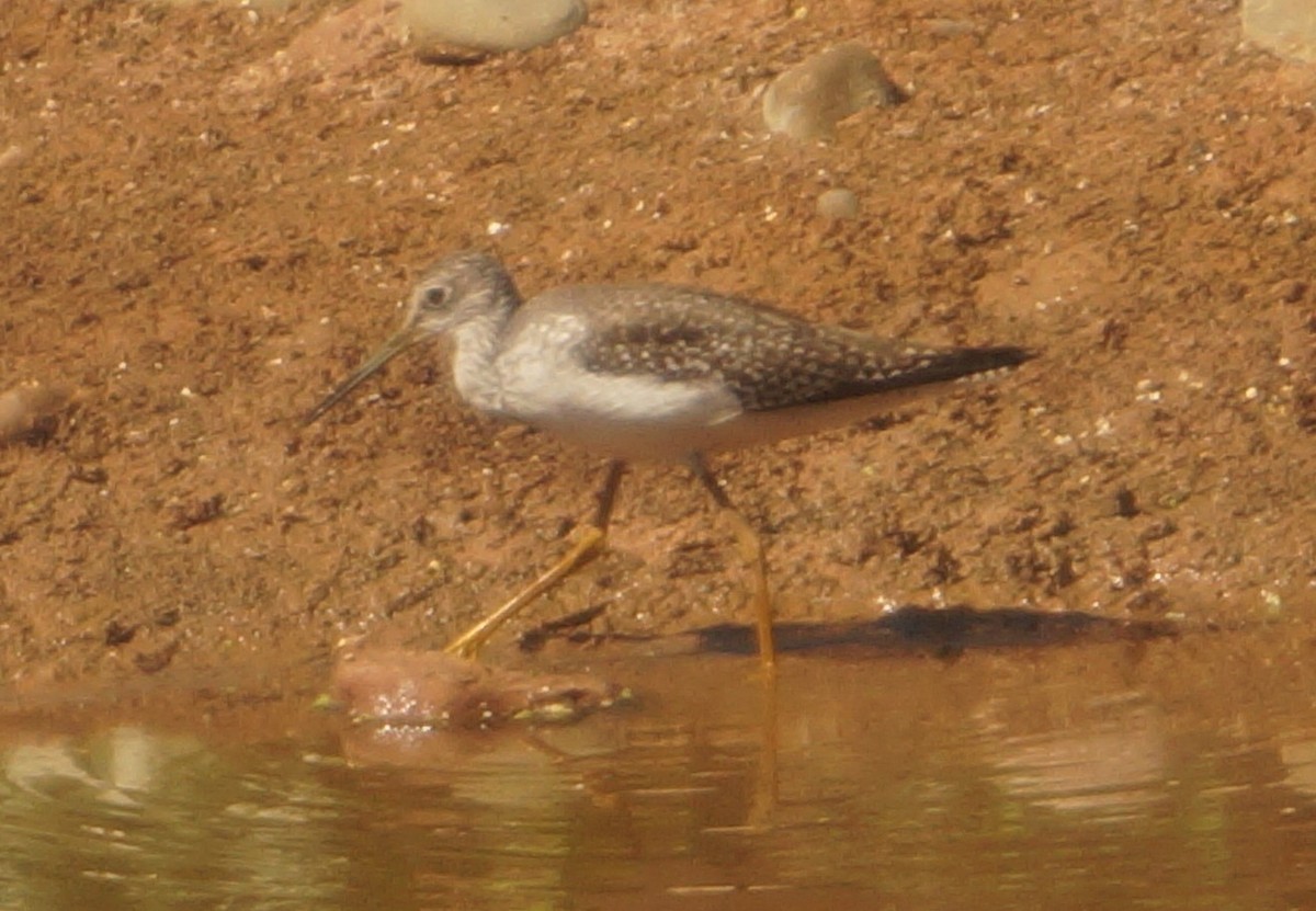 Greater Yellowlegs - ML645555900