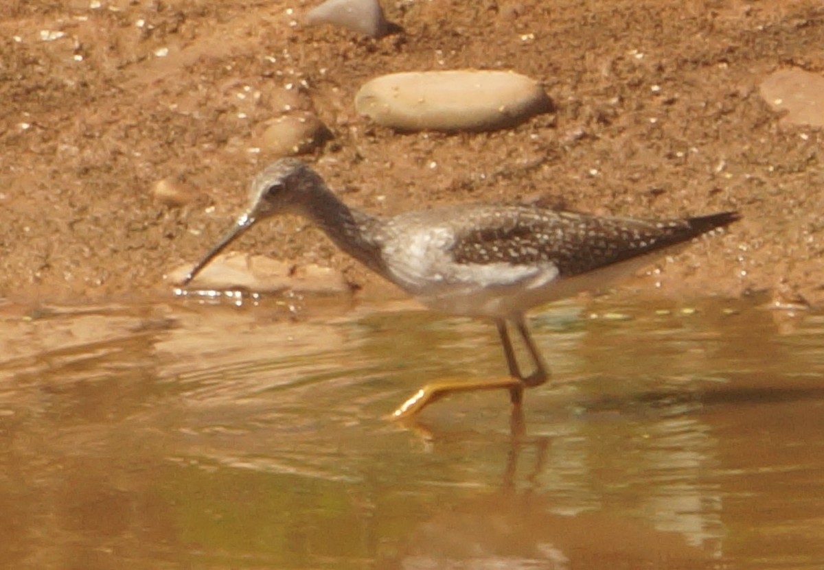 Greater Yellowlegs - ML645555901