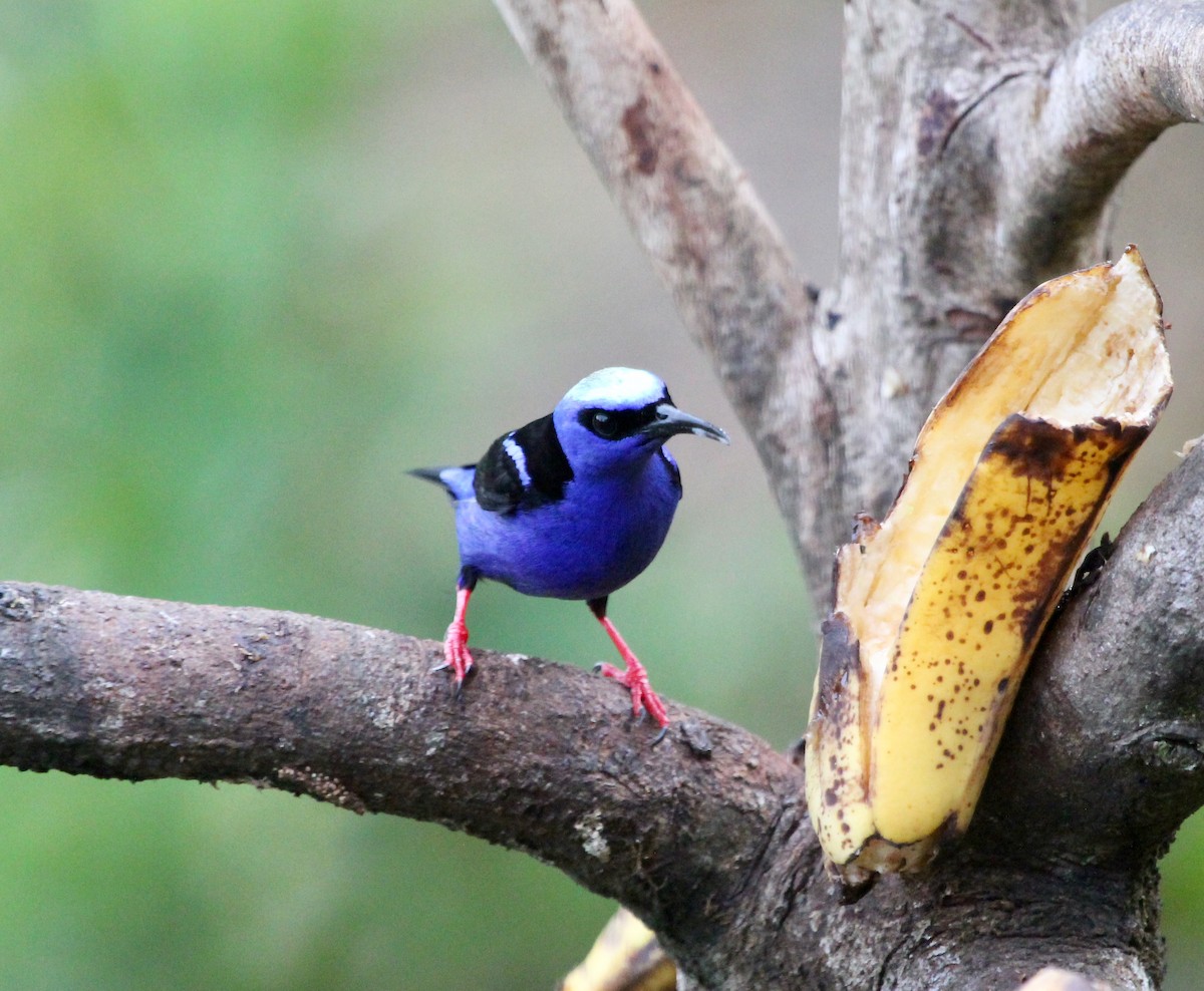 Красноногий саи - ML645555902