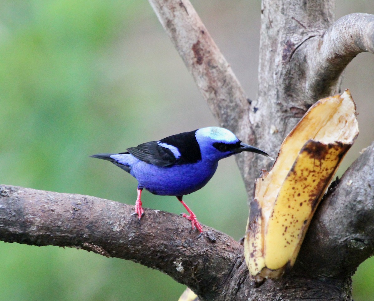 Красноногий саи - ML645555903