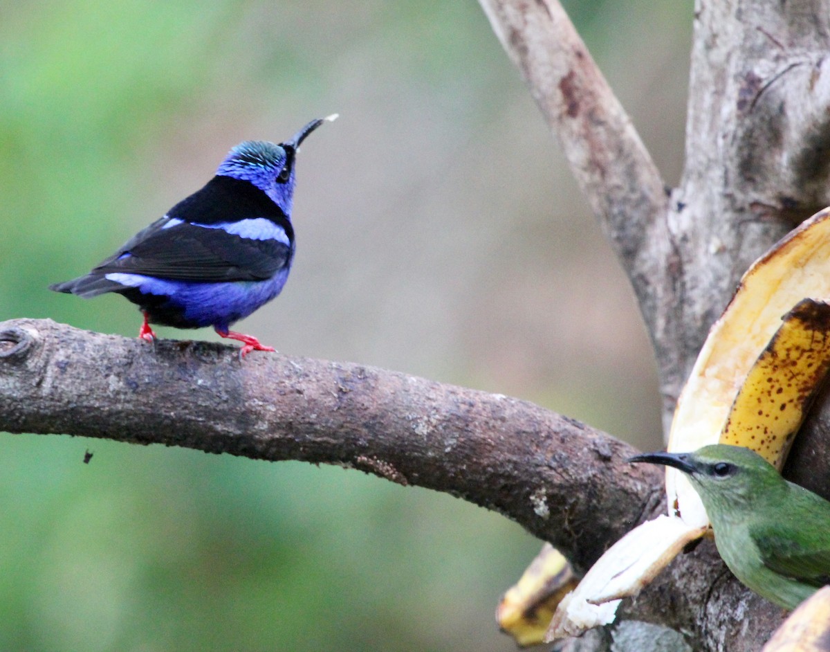 Красноногий саи - ML645555904