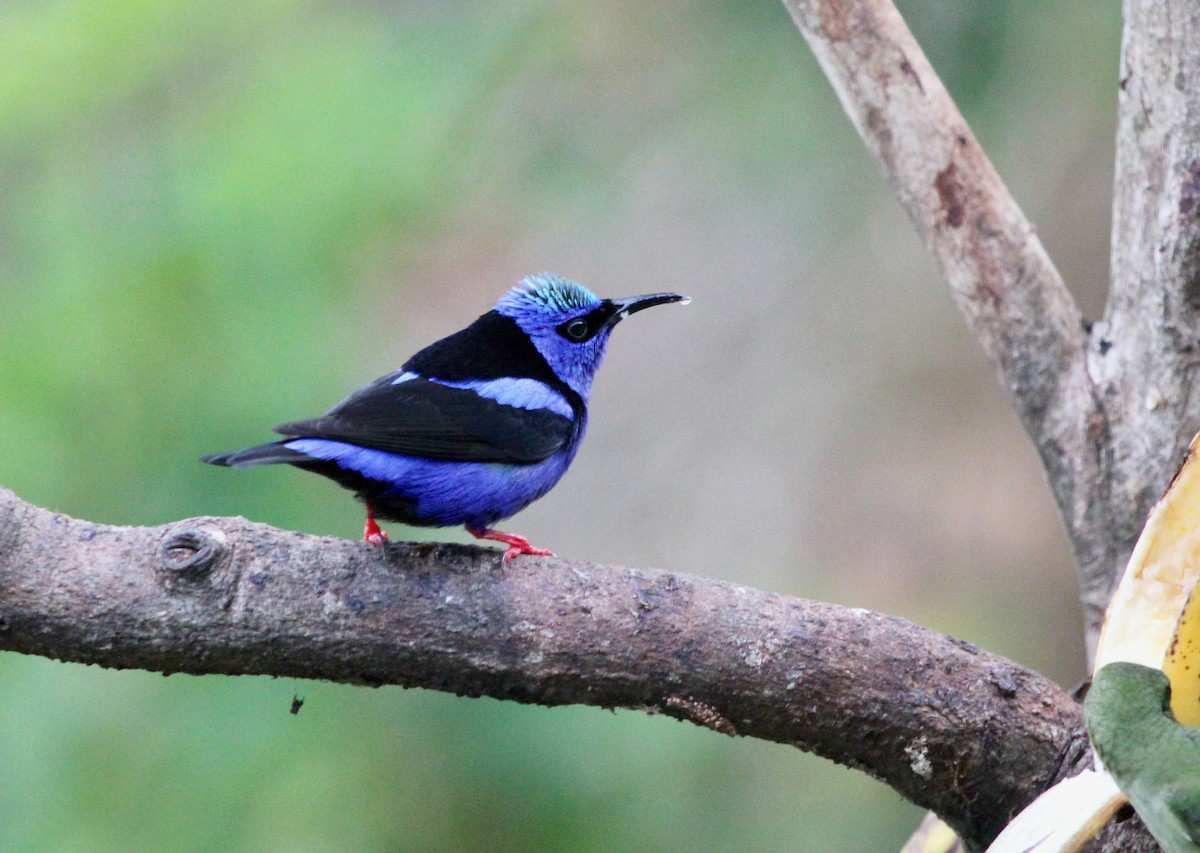 Красноногий саи - ML645555905