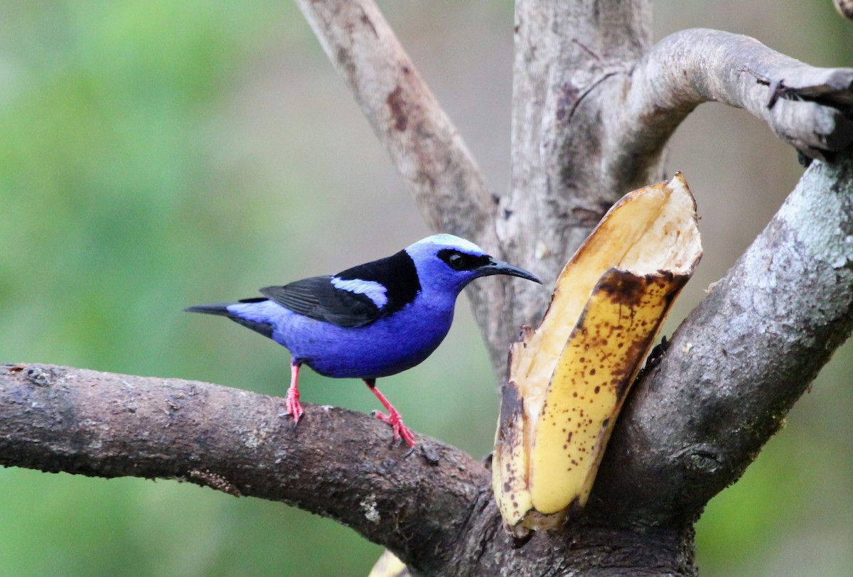 Красноногий саи - ML645555906
