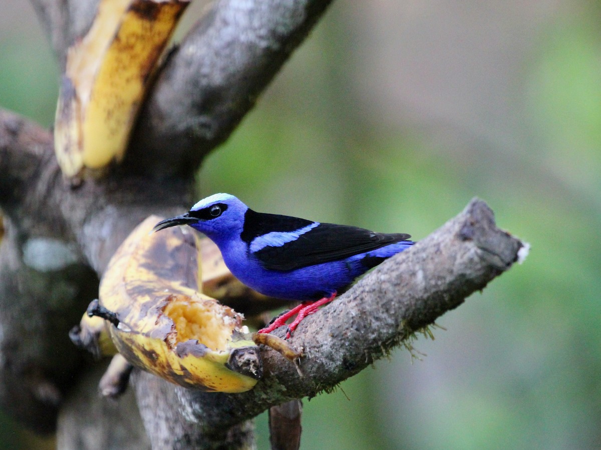 Красноногий саи - ML645555909