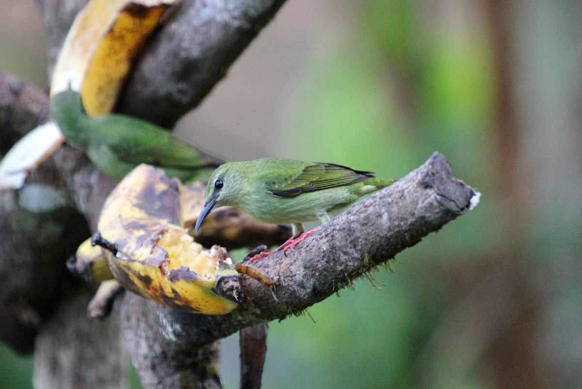 Красноногий саи - ML645555910