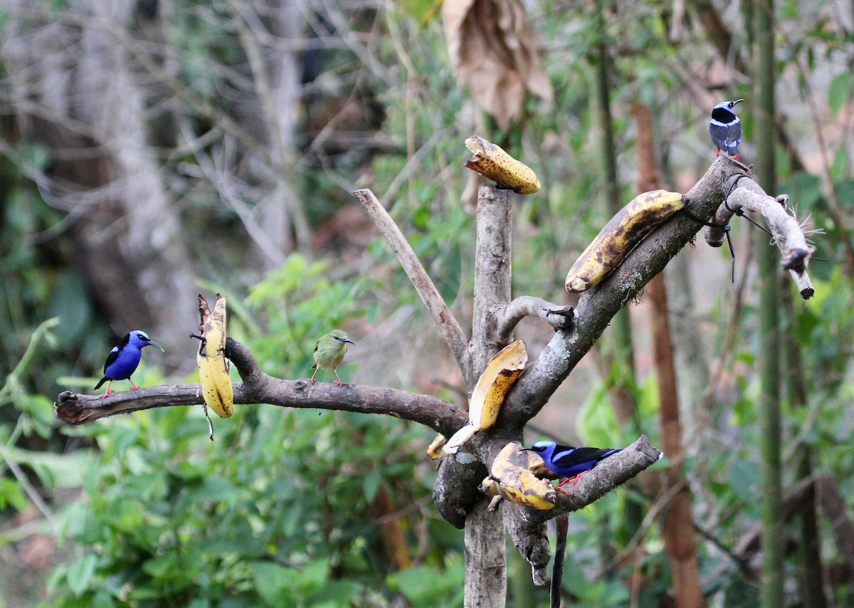 Красноногий саи - ML645555911