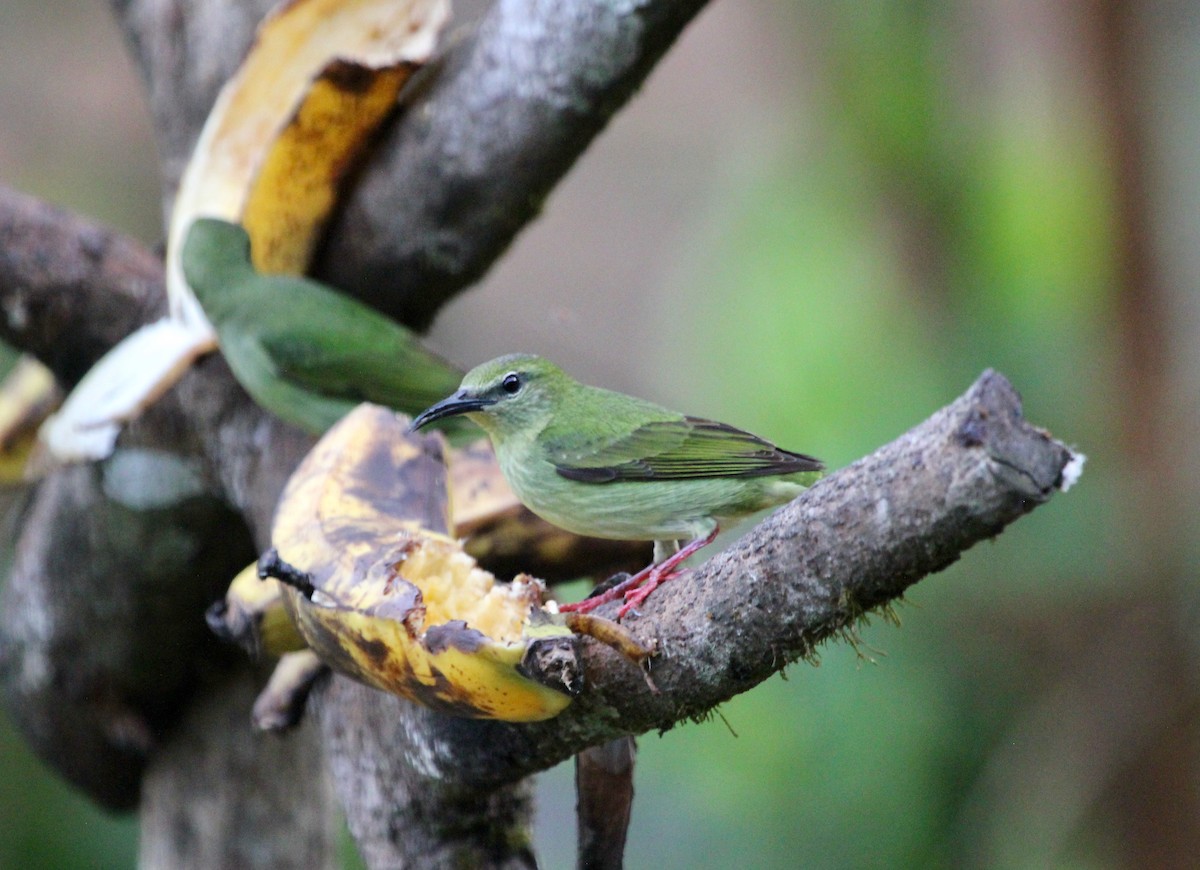 Красноногий саи - ML645555912