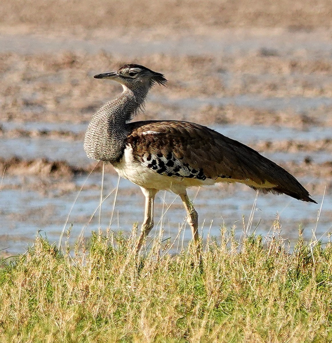 アフリカオオノガン - ML645555927