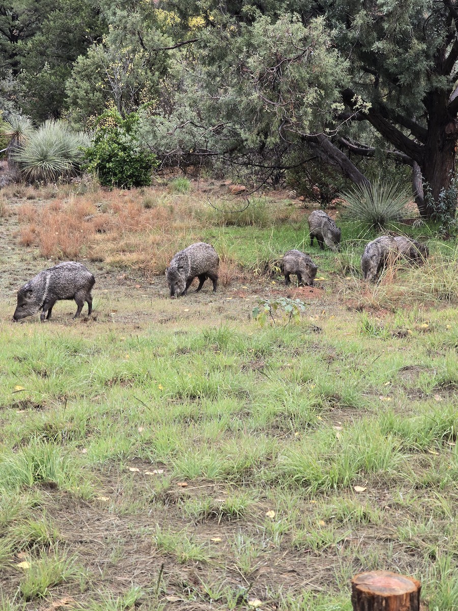 Animals - ML645555928