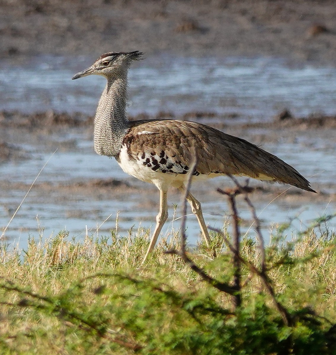 アフリカオオノガン - ML645555930