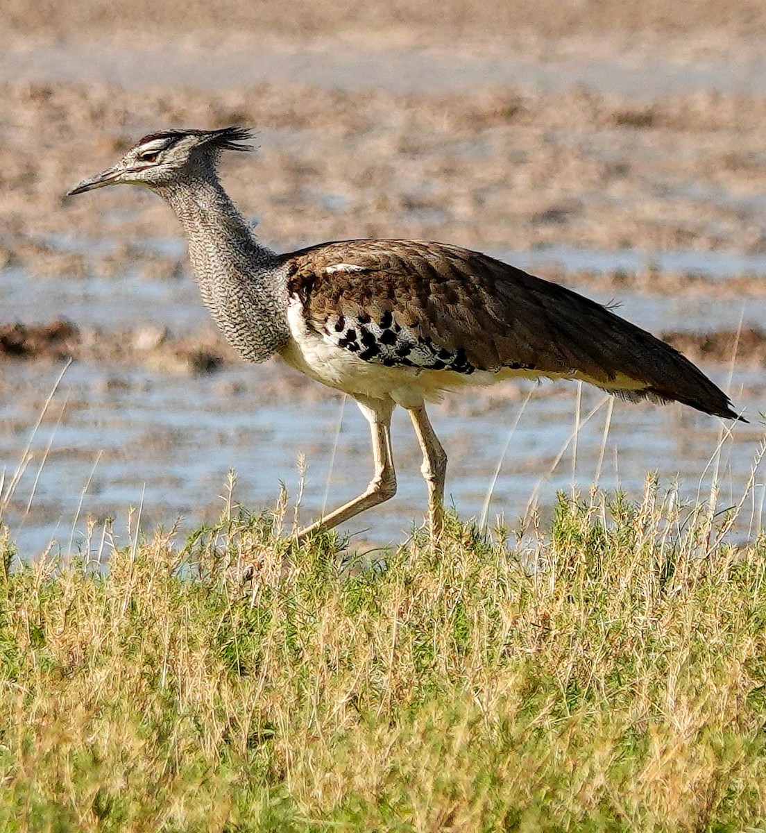 アフリカオオノガン - ML645555931