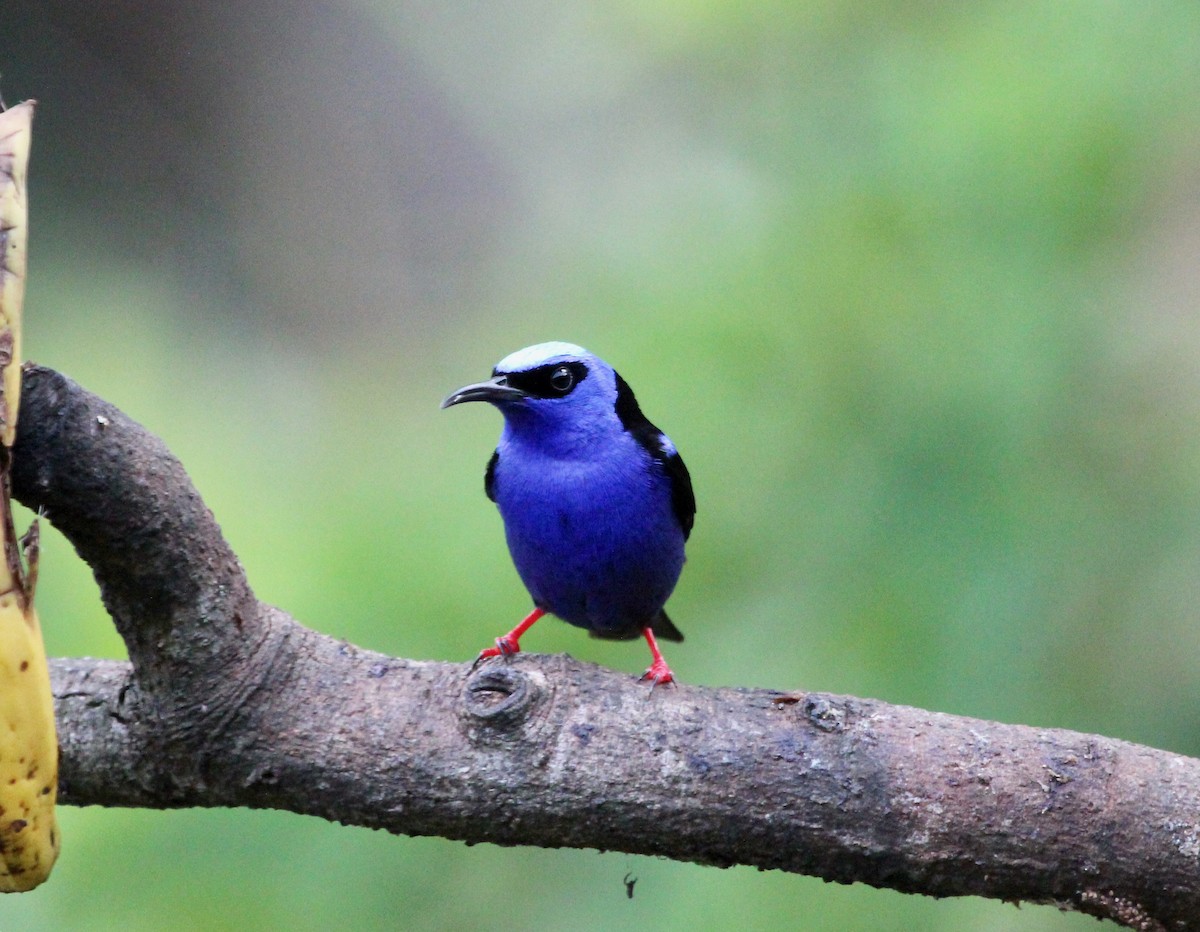 Красноногий саи - ML645555932