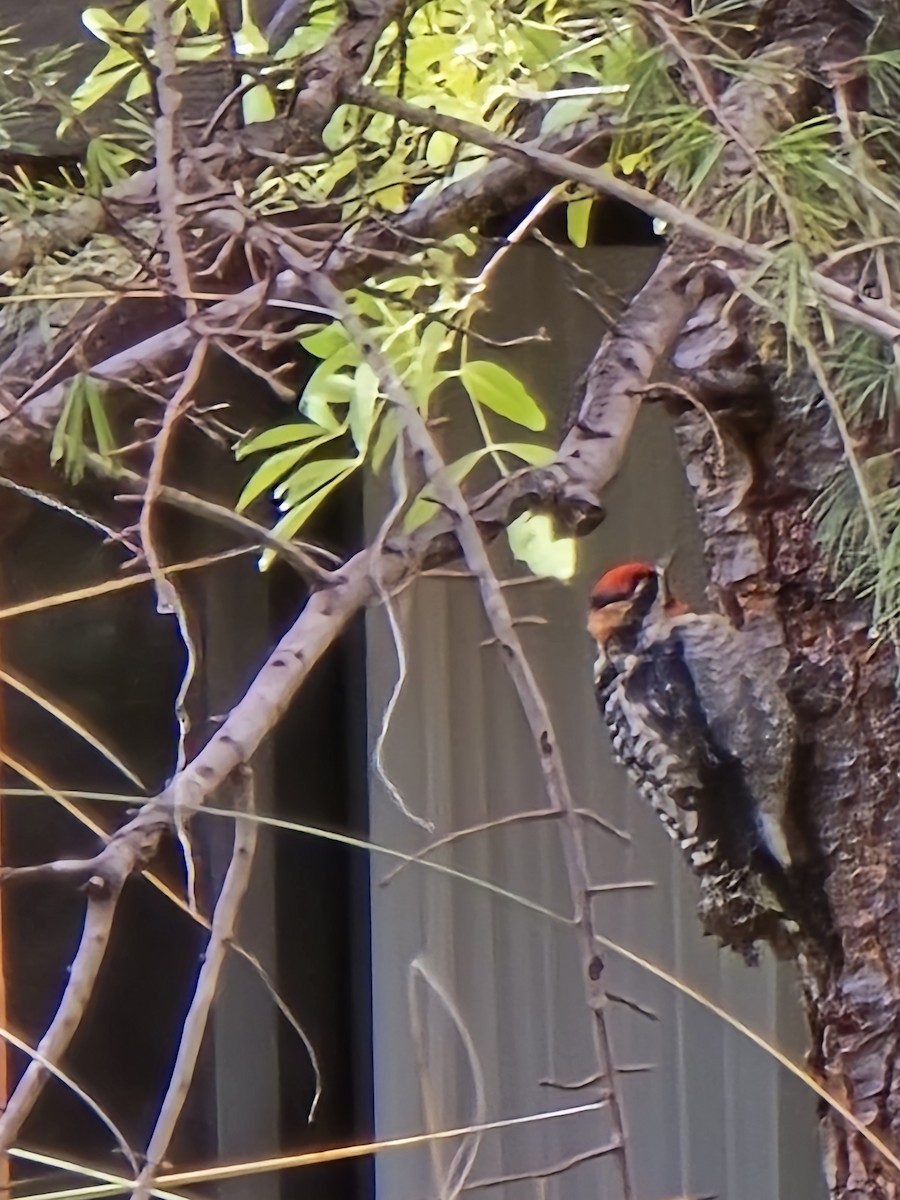 Red-naped Sapsucker - ML645555935