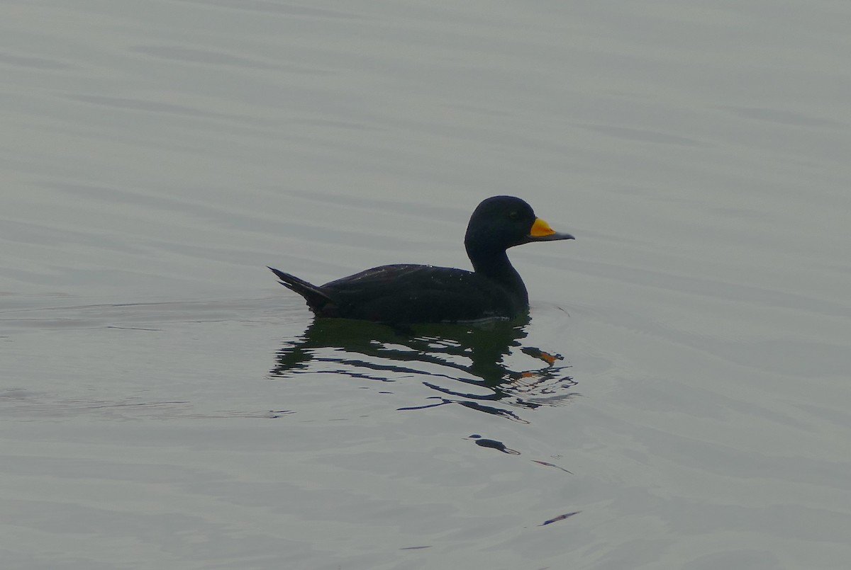 Black Scoter - ML645555944