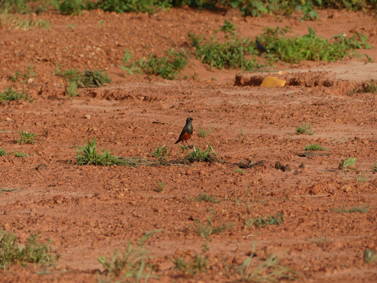 Choucador à ventre roux - ML645555945