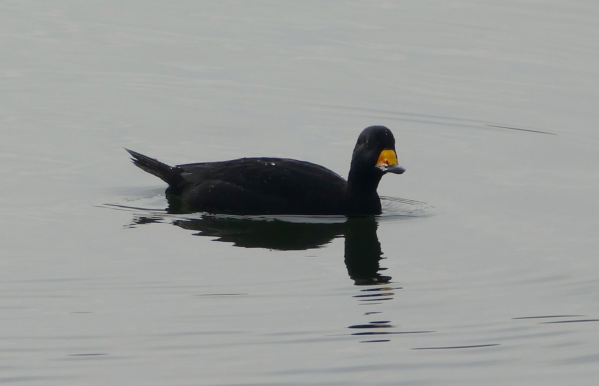 Black Scoter - ML645555956
